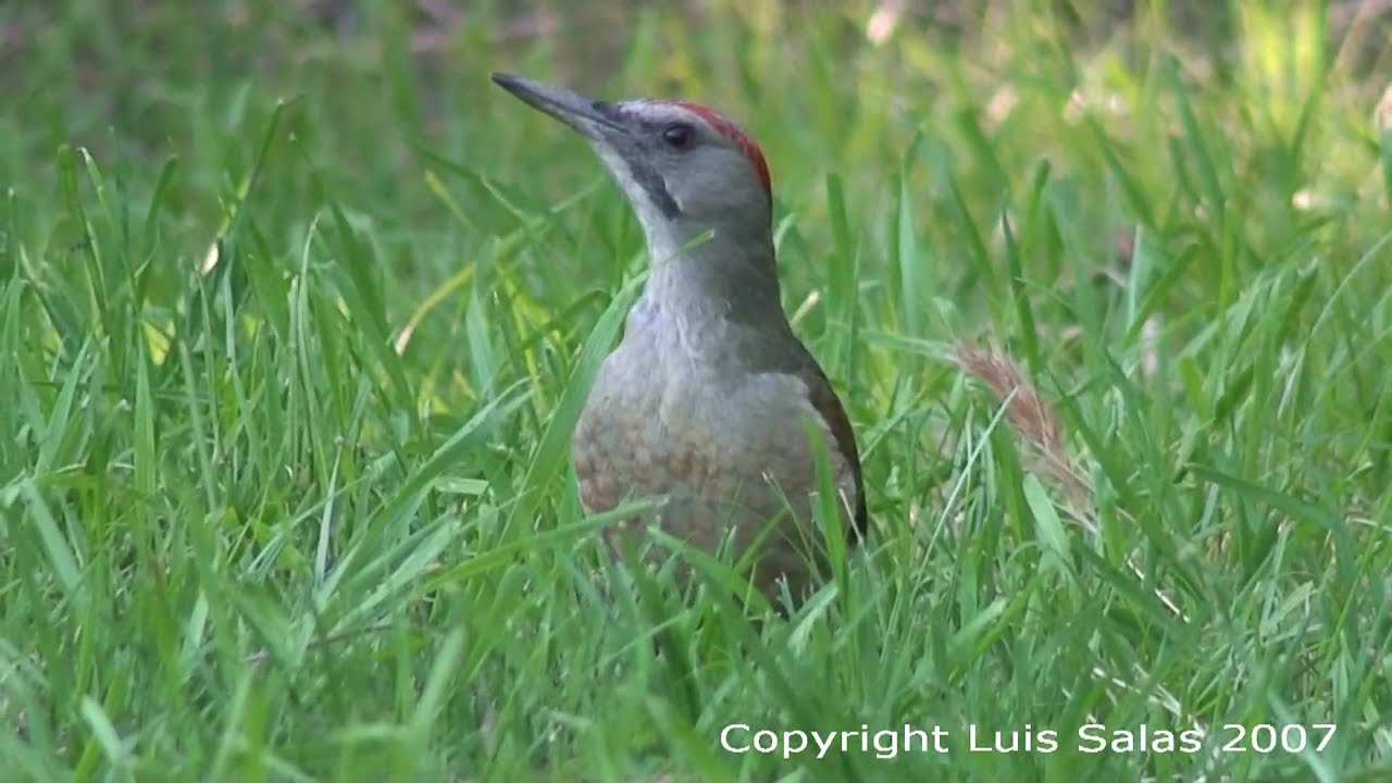 Pito Real Picus Viridis Green Woodpecker II 