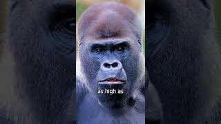 Could you fight a SILVERBACK GORILLA? #shorts #animals #gorilla #monkey #wildlife