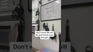 Dog Trainer Gets Bit By Big Aggressive Dog