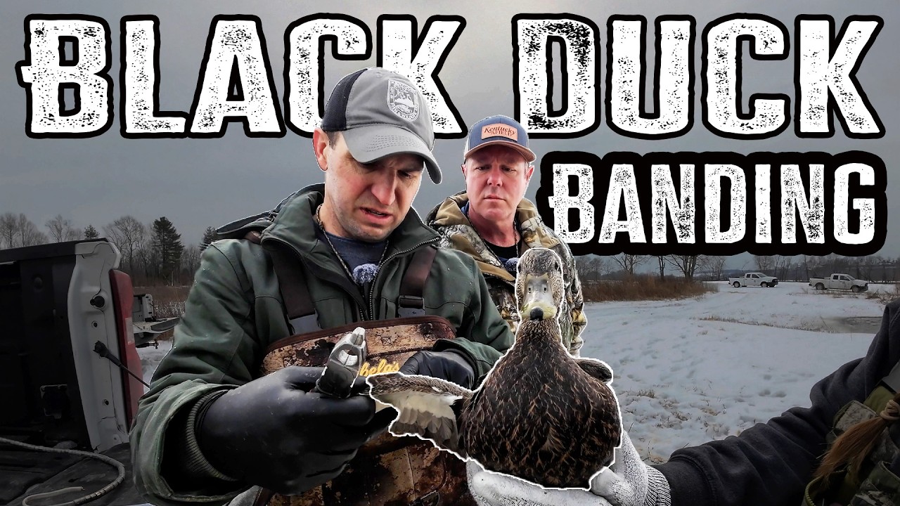 Кольцевание чёрных уток | Отлов в целях сохранения вида