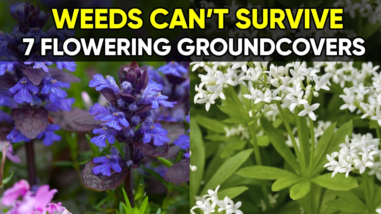 Stop Weeds Naturally! 🌸 7 Beautiful Groundcovers That Take Over Your Garden
