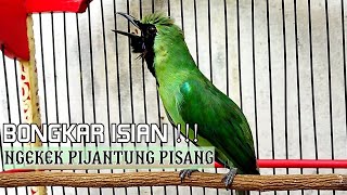 Satu titik Nembak PIJANTUNG - Pancingan Cucak ijo gacor bongkar isian