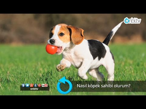 nasıl köpek sahiplenebilirim