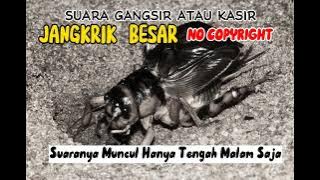 SUARA JANGKRIK BESAR, KASIR,  GANGSIR TENGAH MALAM | NO COPYRIGHT