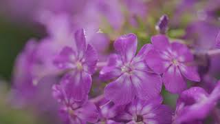 Fussy Gardener - Forsythe Project