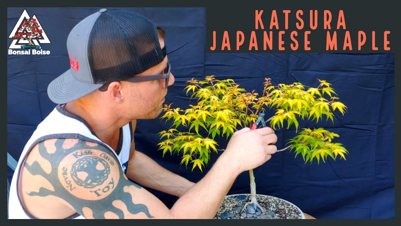 Katsura Japanese Maple bonsai  (clip & grow vs hedge pruning)
