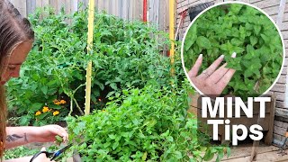 How to Harvest Mint For Beginners | Mint Tips How To Harvest Prune Mint What To Do With All That Mint