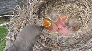 Robin Nest: Day 4, afternoon.  Birdnapper Strikes!