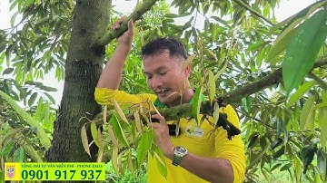 CÀNH BƠI SẦU RIÊNG có tác dụng gì? KỸ THUẬT SẦU RIÊNG