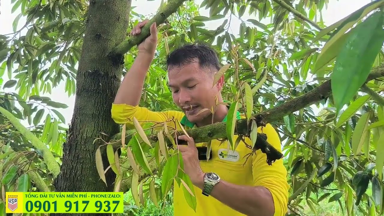 CÀNH BƠI SẦU RIÊNG có tác dụng gì? KỸ THUẬT SẦU RIÊNG