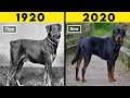 20 most transformed dog breeds in history