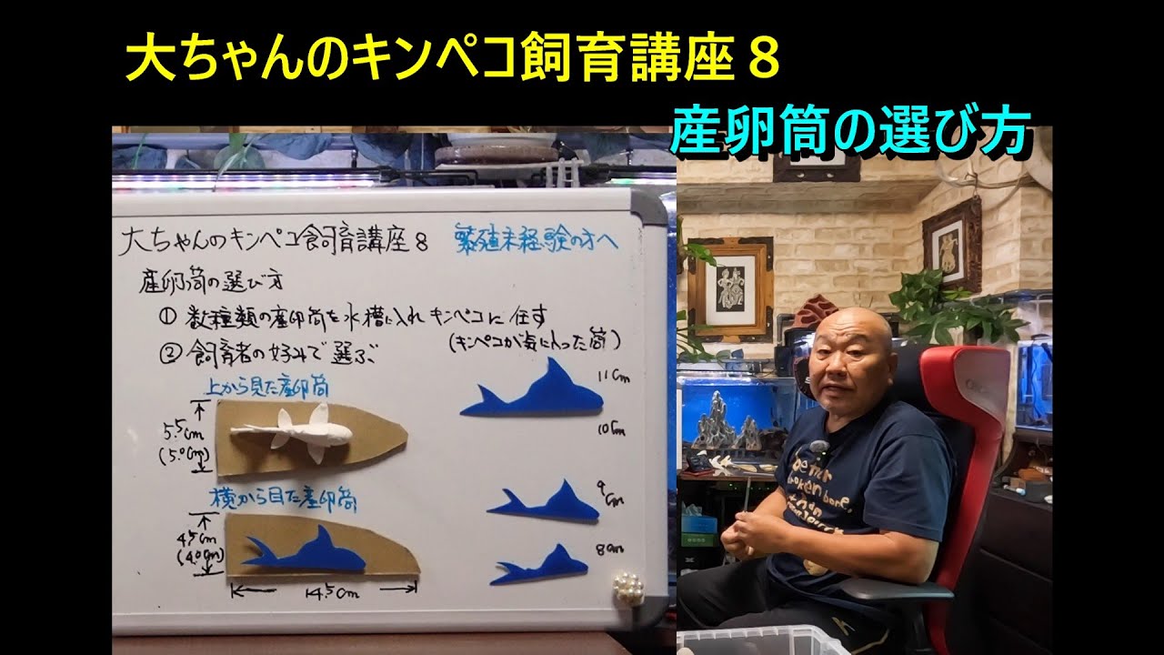 大ちゃんのキンペコ飼育講座8 産卵筒の選び方 - YouTube