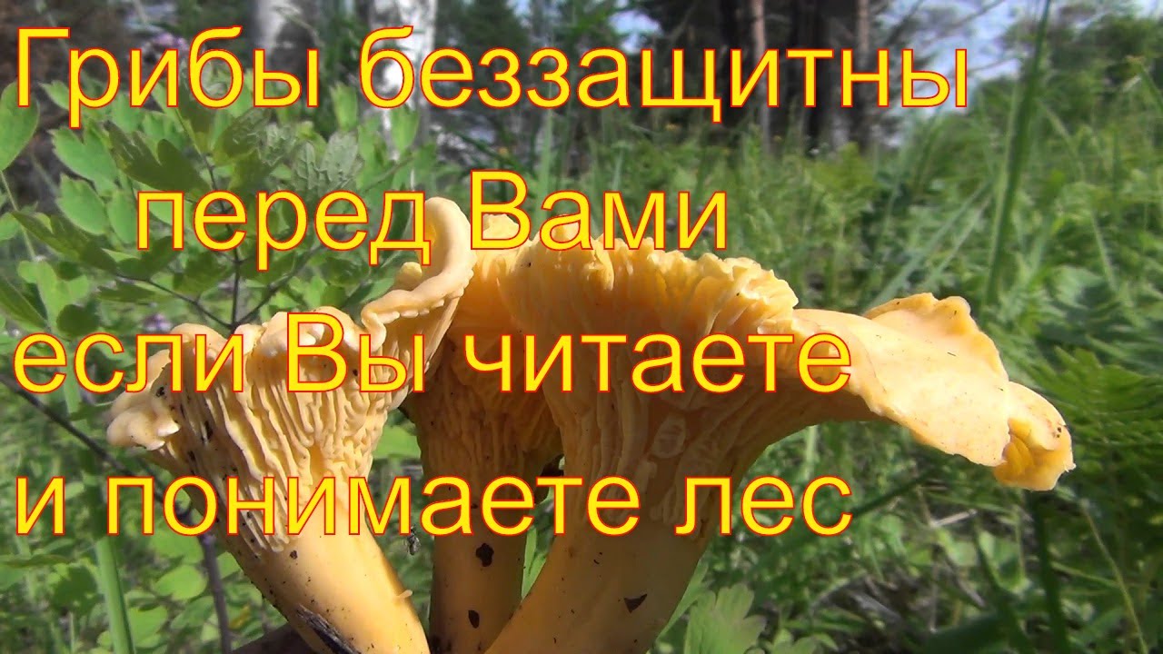 Схема летом в лесу приятно пахнет грибами. Поход по грибы.