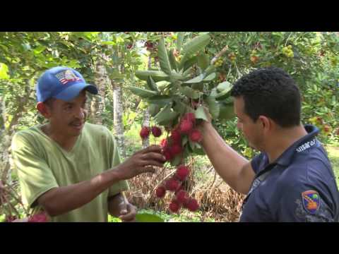 Vídeo: Com Es Menja El Rambutan