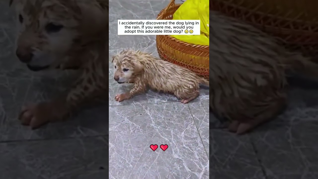 Poor puppy Keeping follow, sharing and mentioning to make awareness to rescue more suffering pets