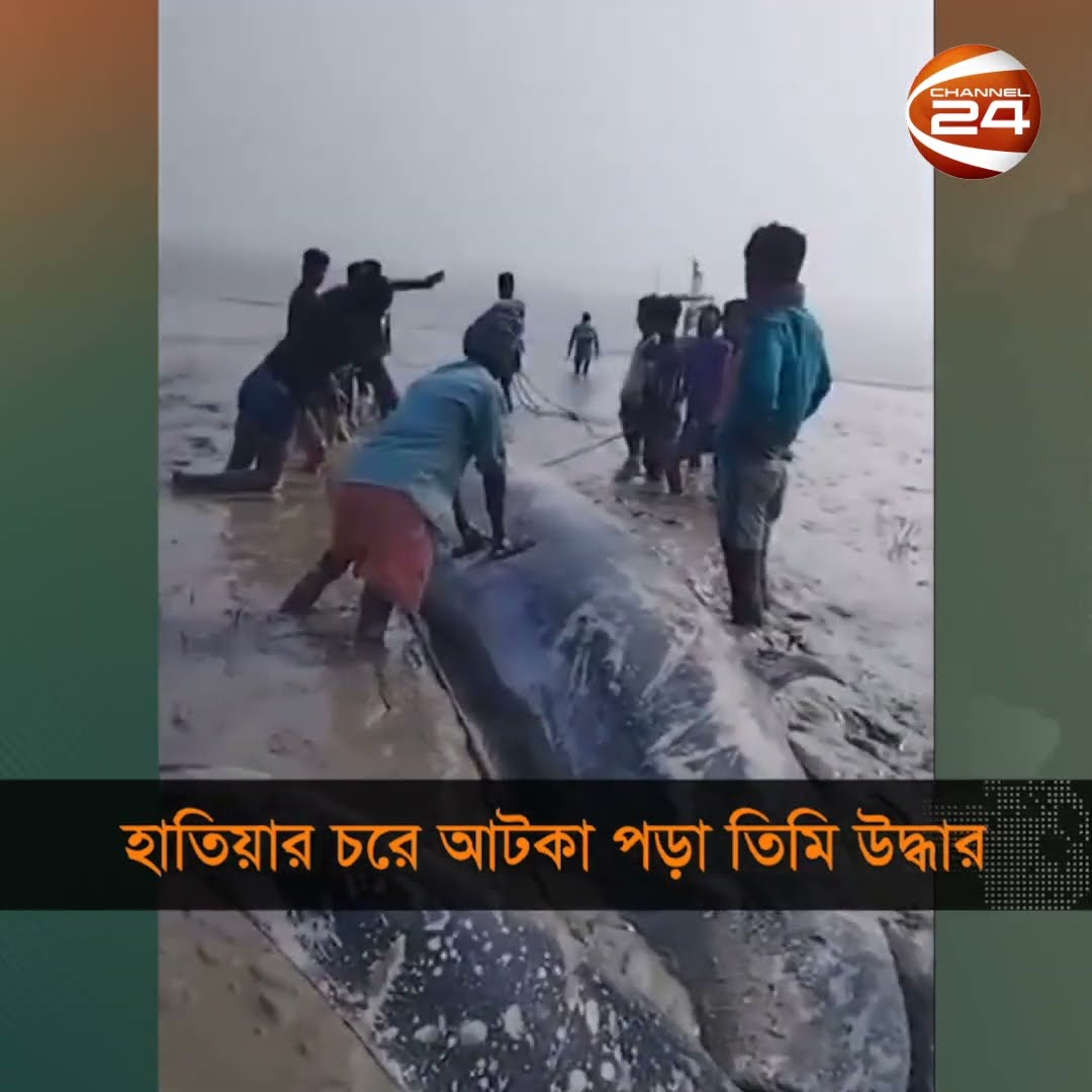 হাতিয়ার চরে আটকা পড়া তিমি উদ্ধার #Shorts #Noakhali