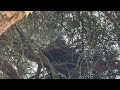 Pigeon breeding in Nest - in Pine Tree - Stormy Weather - Part 5