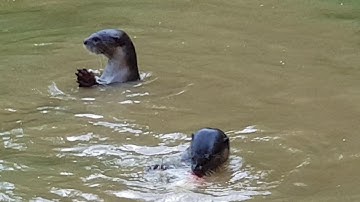 Otters vs Monitor Lizards (Singapore Botanic Gardens) 02.08.2019