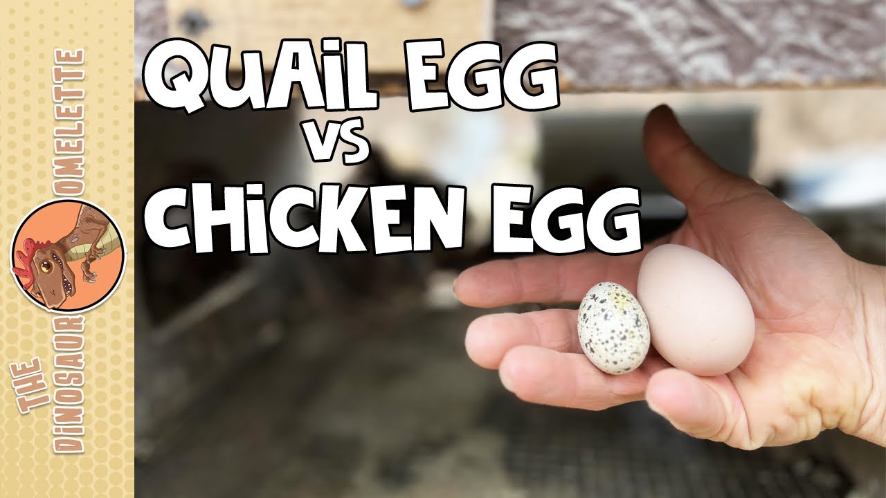 Quail Egg Vs Chicken Egg YouTube Quail Egg Vs Chicken Egg YouTube