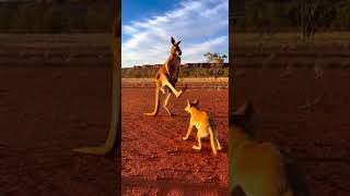 Kangaroo vs. Dingo: Epic Outback Standoff! 🥊🇦🇺 #Wildlife #Australia #Showdown