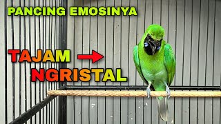 PANCING EMOSINYA ! CUCAK IJO BESETAN TAJAM DAN NGRISTAL