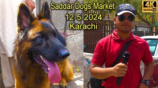 Saddar Dogs Market 12-5-2024 Karachi | Rare and Unique Dogs | كلاب الحراسة في صدر كراتشي باكستان
