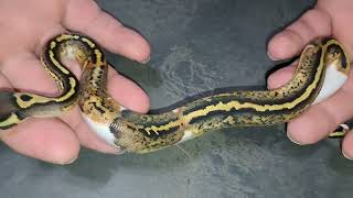 2024: Clutch #7 - Follow-Up! BALL PYTHON: Take a LOOK at these Pied babies!!! 😍💯👀❤️