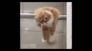 Cat Shower Curtain