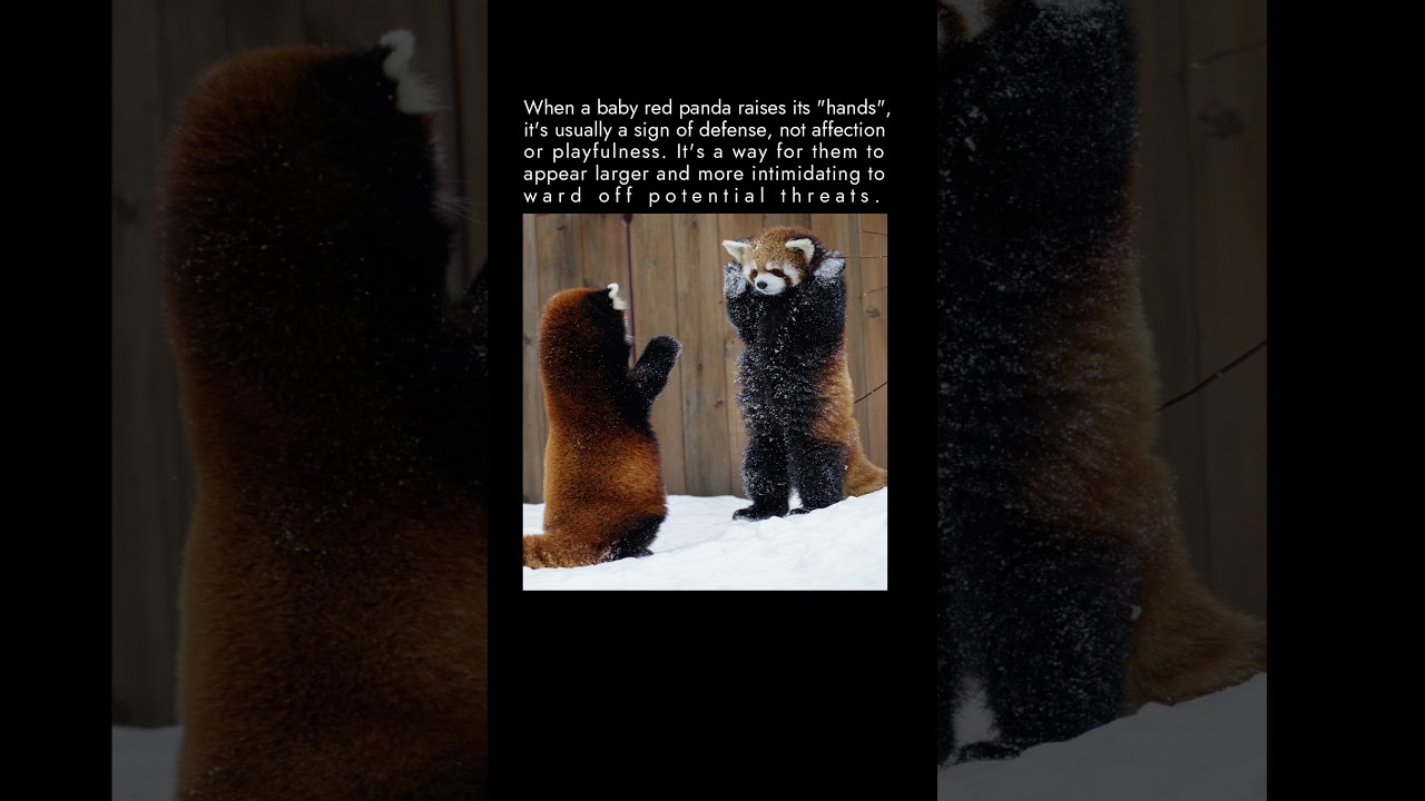 A baby red panda raises its hands when threatened