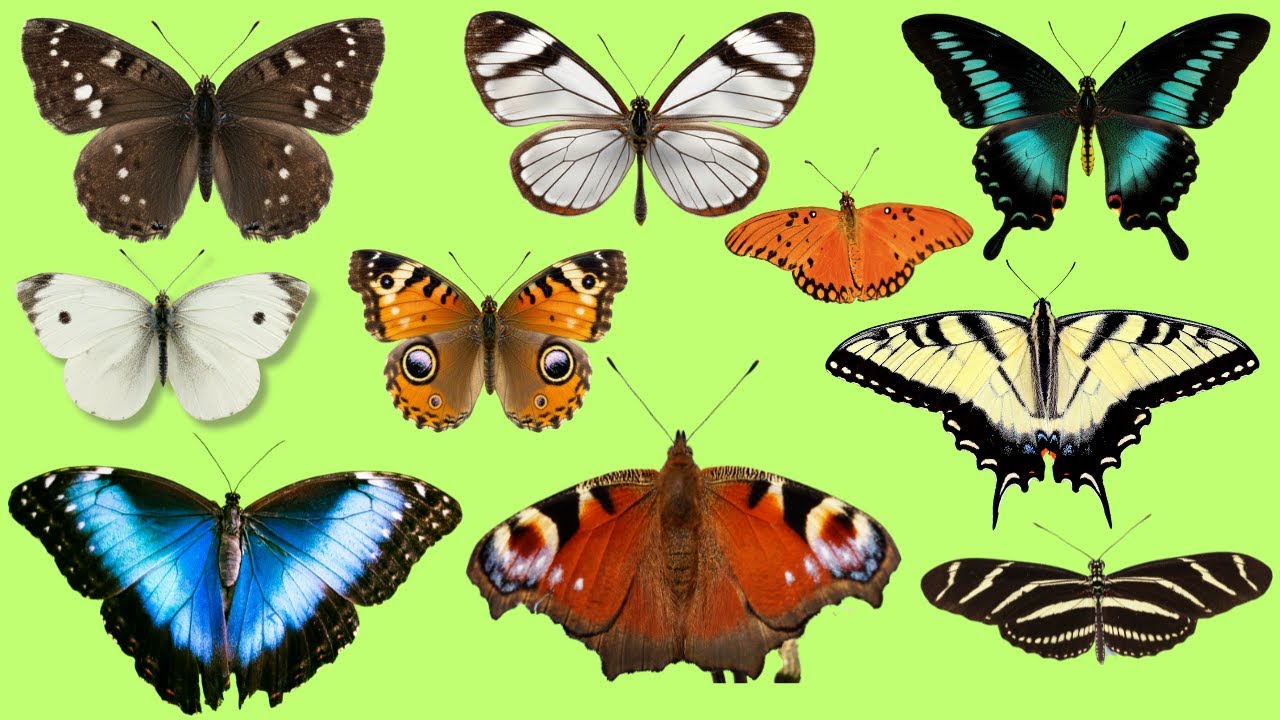 15 названий бабочек на английском языке 🦋 | Быстрое обучение с помощью аудиопрактики