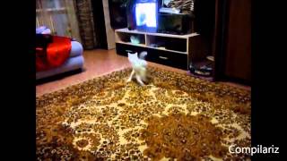 Коты танцуют Танцующие котики Коты танцуют Танцующие котики
