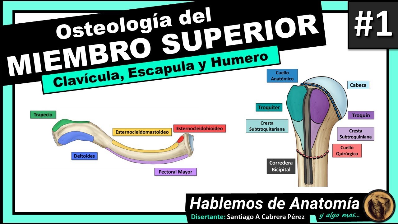 🔴 #1👉OSTEOLOGIA DEL MIEMBRO SUPERIOR 🟩 CLAVICULA, ESCAPULA Y HUMERO 🟪