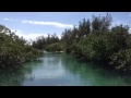 Grand Bahama mangroves