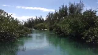 Grand Bahama mangroves