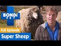 🐑 Sheep Has Too Much Wool And Needs A Shave | FULL EPISODE | S7E11 | Bondi Vet