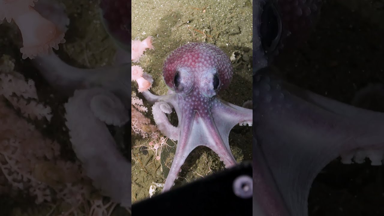 Octopus Locomotion Deepsea Argentina Science Marinelife