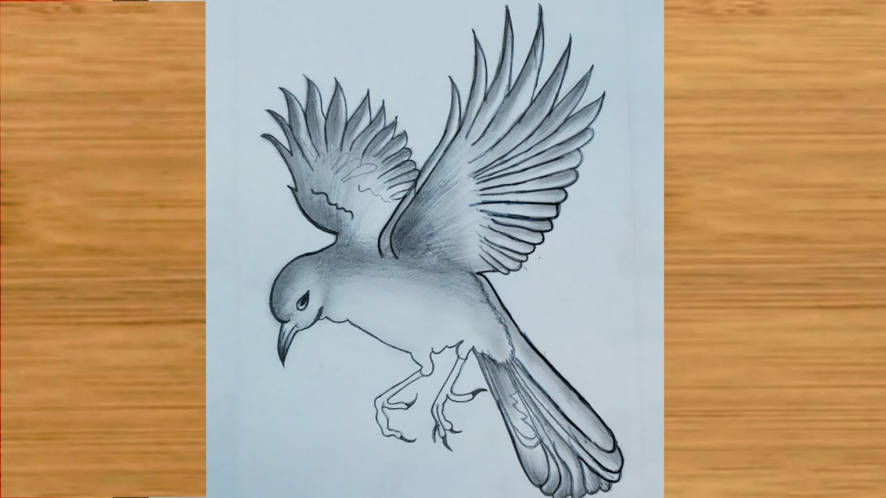 Flying Bird Sketch  Drawing Skill