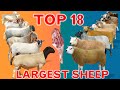 Top 18 Largest Sheep Meat Breeds in the World | Domestic Sheep Breeds | Country by Country | Ramadan