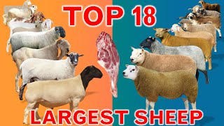 Top 18 Largest Sheep Meat Breeds in the World | Domestic Sheep Breeds | Country by Country | Ramadan