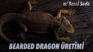 Bearded Dragon - Sakallı Ejder - Üretimi