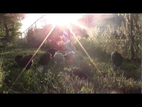 Chickens, 6 Weeks Old at Sunset