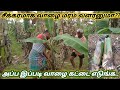வாழை கன்று வெட்டி எடுக்கும் முறை | Banana tree | வாழை கட்டை தேர்வு | Village Vivasayam