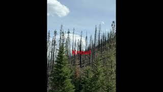 😭😭😭😭 I hate stupid wildfires