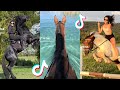 The cutest horses equestrian tiktok compilation pt193