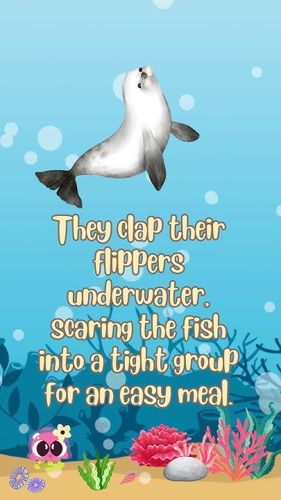 seal-facts-for-kids-animation-facts-seaanimals-shorts-youtube