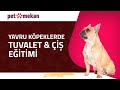 Yavru Köpeklerde Tuvalet - Çiş Eğitimi Nasıl Verilir?