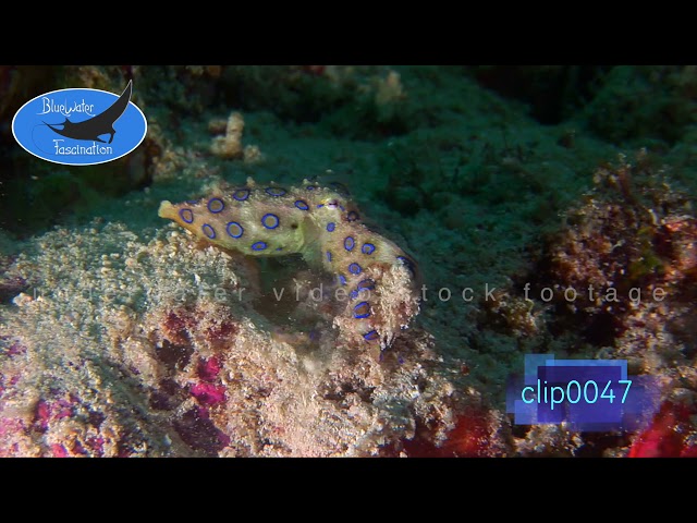 0047_Blue ringed octopus digging in sand. HD Underwater Royalty Free Stock Footage.