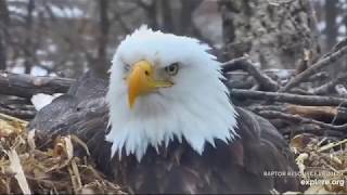 Decorah Eagles~Morning COG-Gorgeous Zoom Of DM2_3.5.20