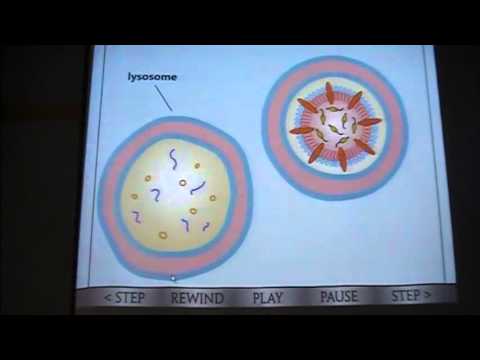 Vídeo: Quan un lisosoma es fusiona amb un fagosoma/aliment provoca la formació de?