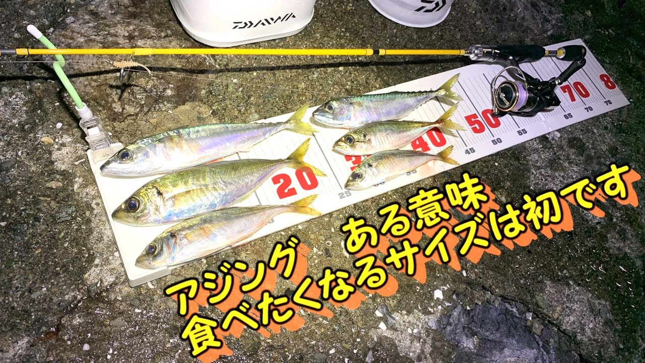 夏アジング　良型1本　味噌煮に抜群なゲストも登場